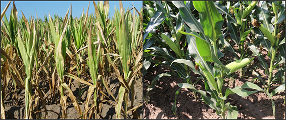 ���ݿ��Ρ��й����ٷ���վ